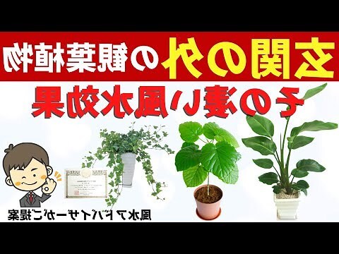 風水 花